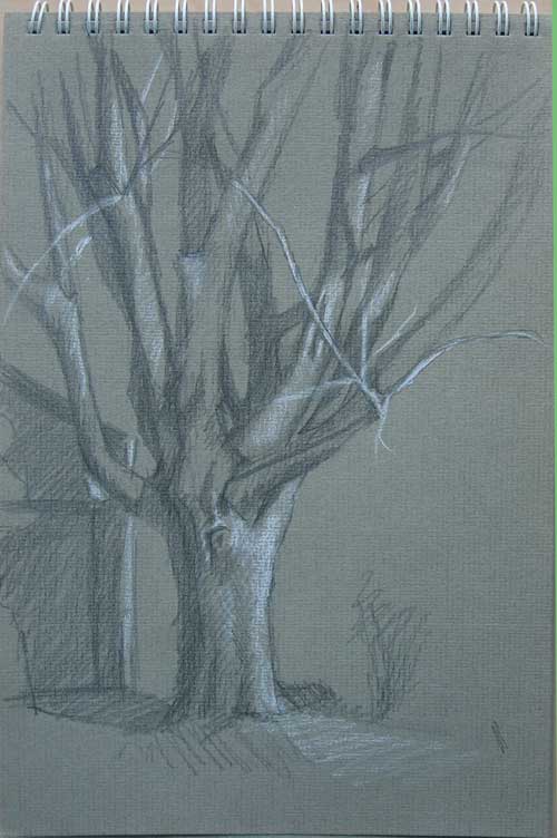 Backyard Tree, pencil on grey Sennelier paper, 6x9.5", Jeffrey Smith